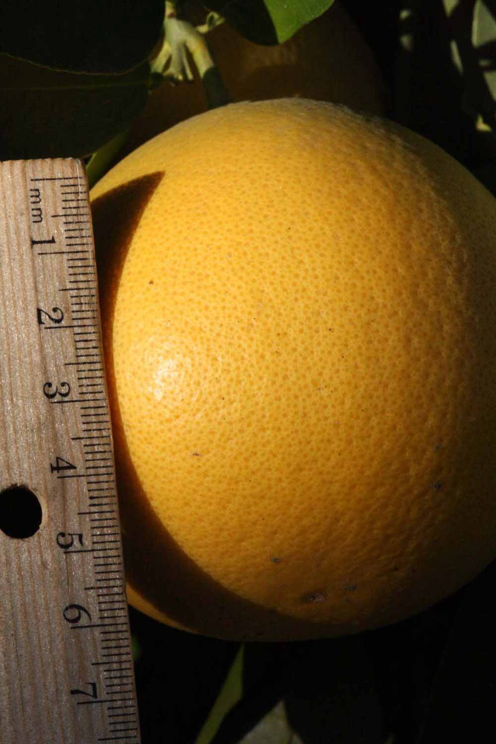              Fruit (Riverside, CA)       